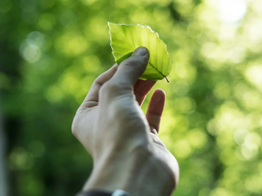 The story of our chalet in Arabba hand holding green leaf with blurred trees background